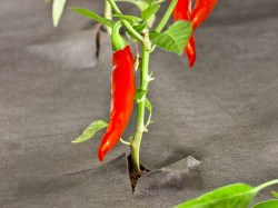 ÖKO Unkrautvlies, 1,6 x 5 m junge Blütensträucher mit Unkrautvlies